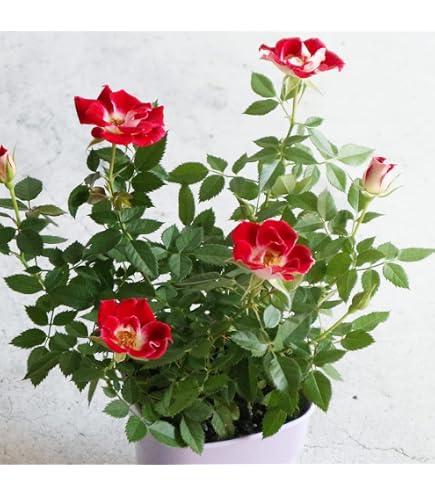 Amazon｜バラ苗 バラ シャリファアスマ｜観葉植物 オンライン通販